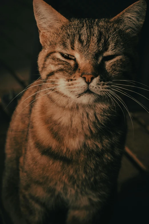 a gray cat is looking at the camera