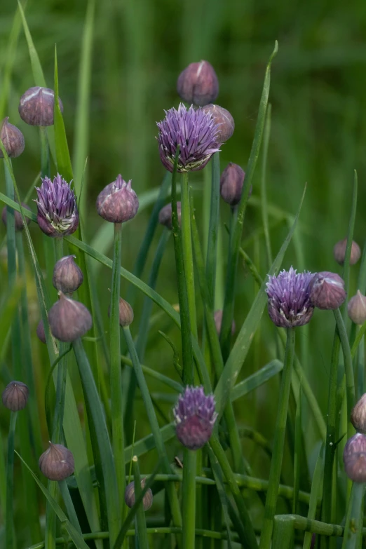 purple flowers on the tops of a green plant