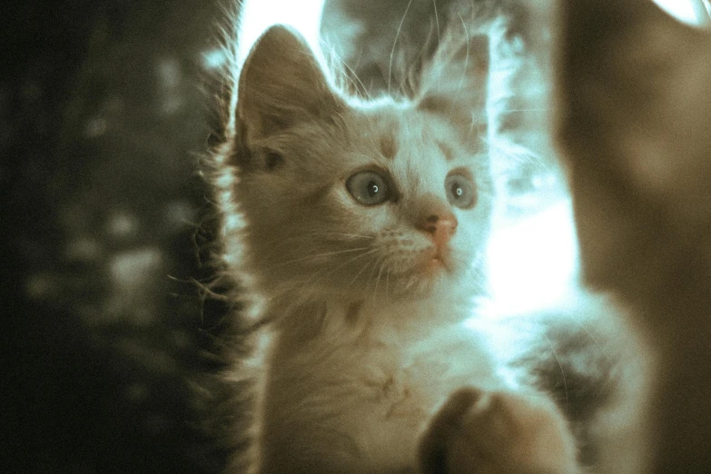 blurry pograph of kitten staring at camera