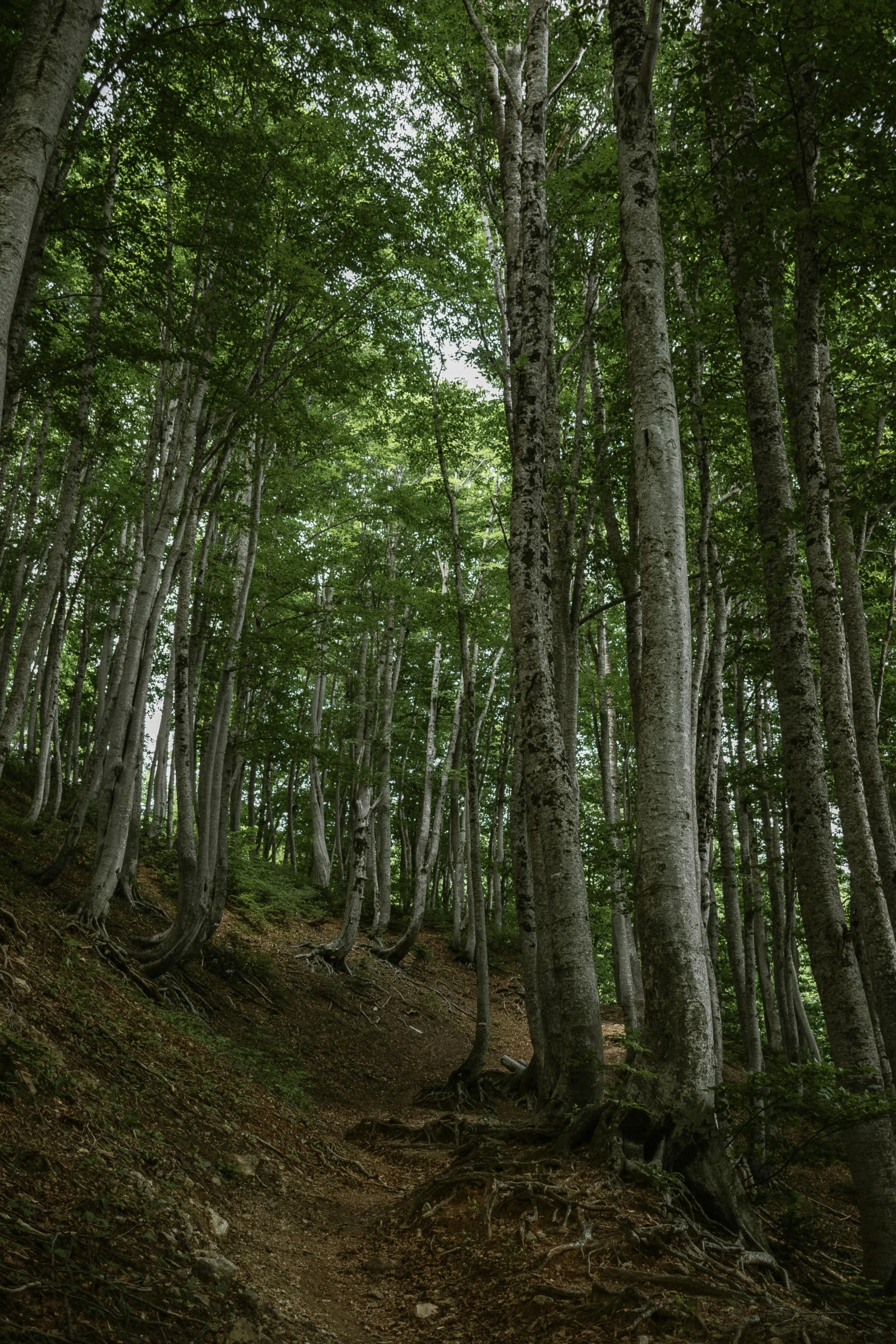 trees are shown in the forest with dirt paths