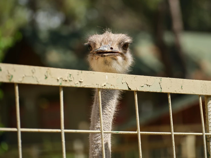 an emu looks out through the fence