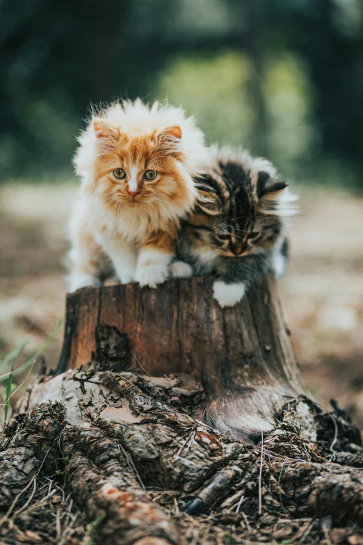 two cats that are standing on top of a tree stump