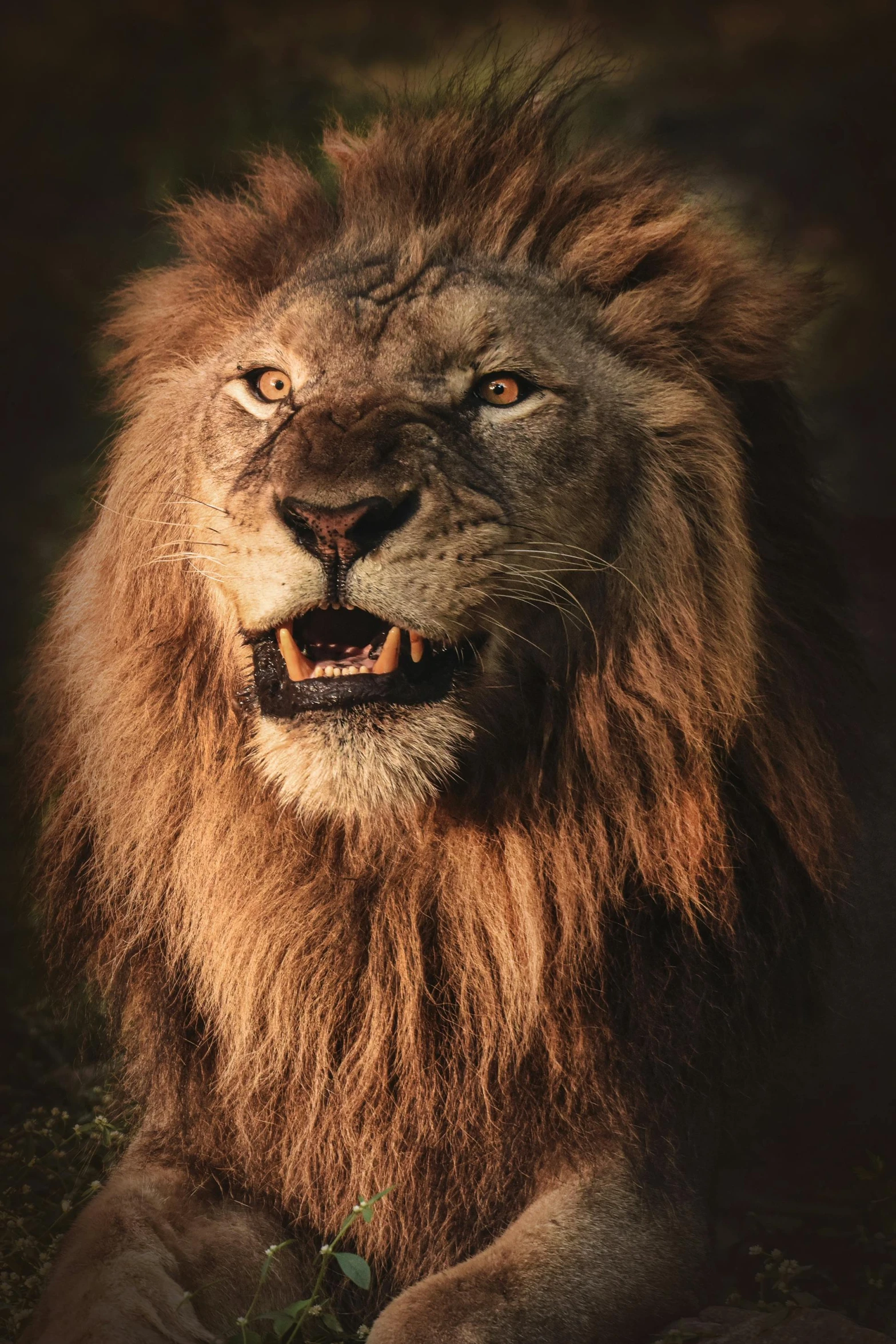 a lion standing next to a lush green field