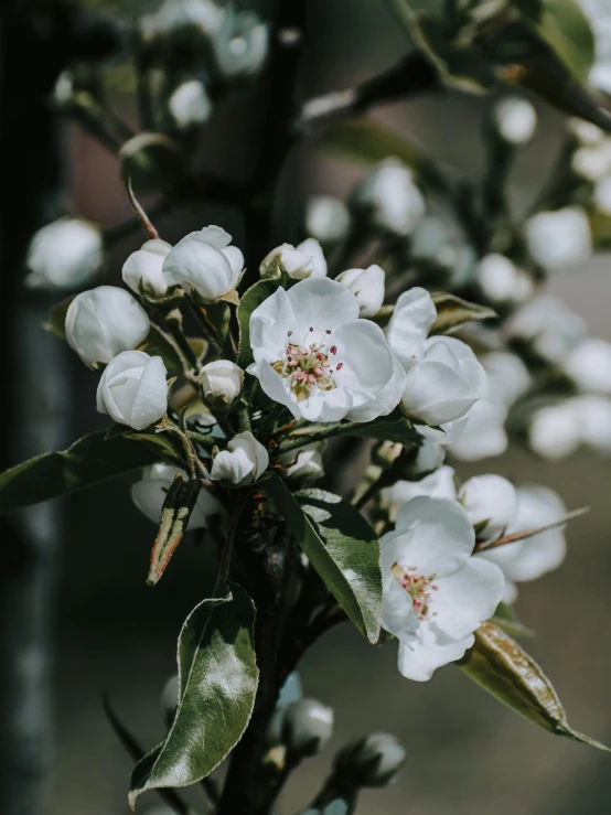 a plant with white flowers is in the middle of a po