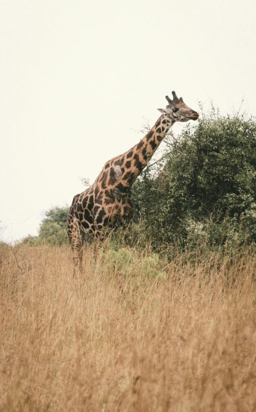 a giraffe is eating leaves off of the trees