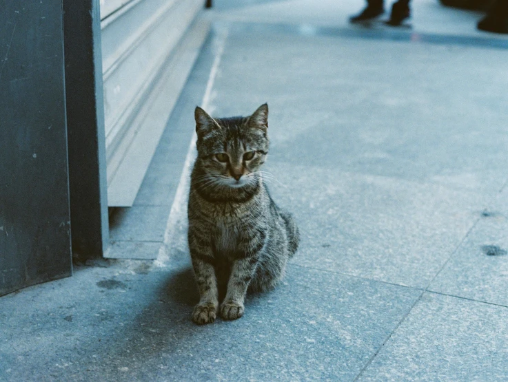 an adorable kitten sitting down on the sidewalk