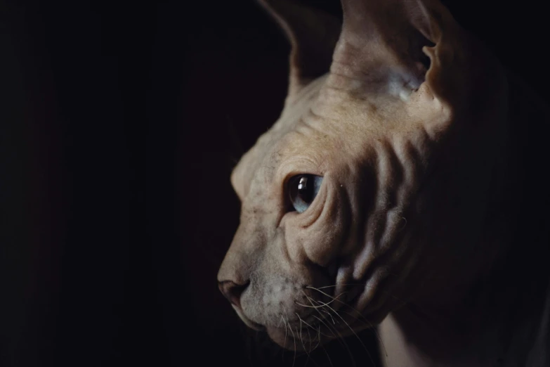 close up of cat's hair on a black background