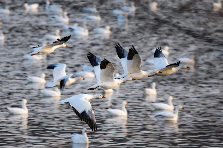 many birds in the water and one is flying high