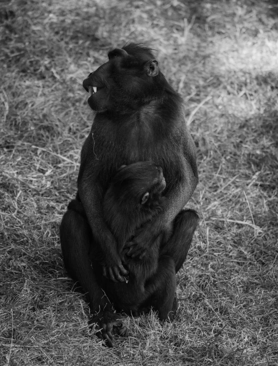 black and white po of a gorilla holding a cub