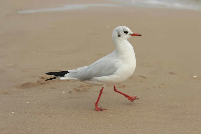 the seagull is walking along the sandy beach