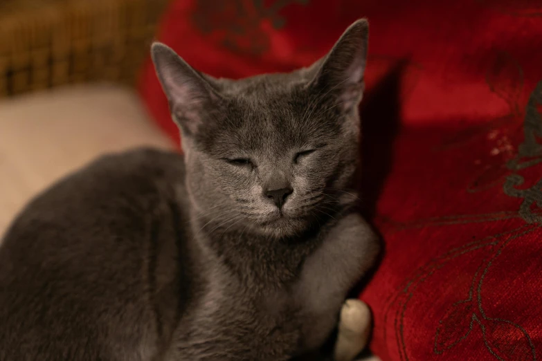 a small cat with its eyes closed is sitting on top of a red cushion