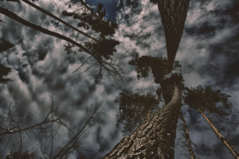 a tall tree in front of a cloudy sky