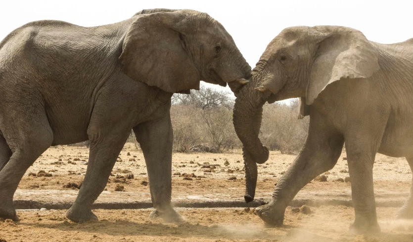 an elephant is shaking his trunk with another elephants ear