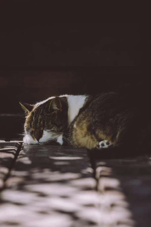 a brown and white cat laying on top of a wooden floor