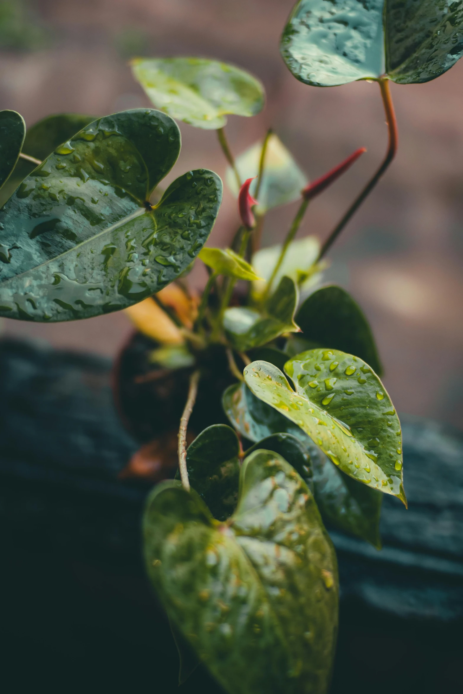 some very green leaves with water droplets on them