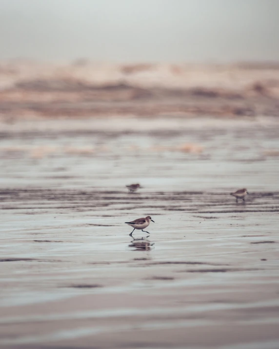 a seagull walking in the wet sand on the beach