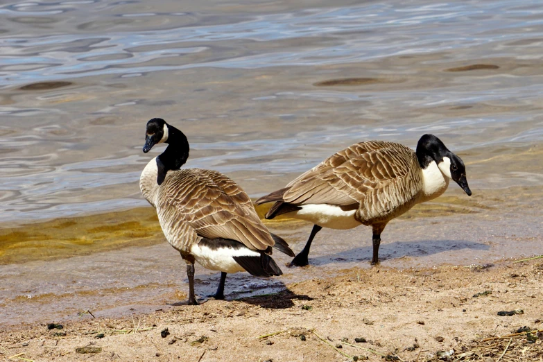 two geese standing on the shore looking for food