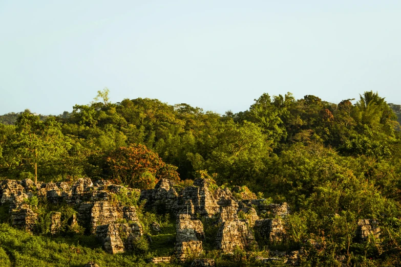 a very tall giraffe standing near many trees