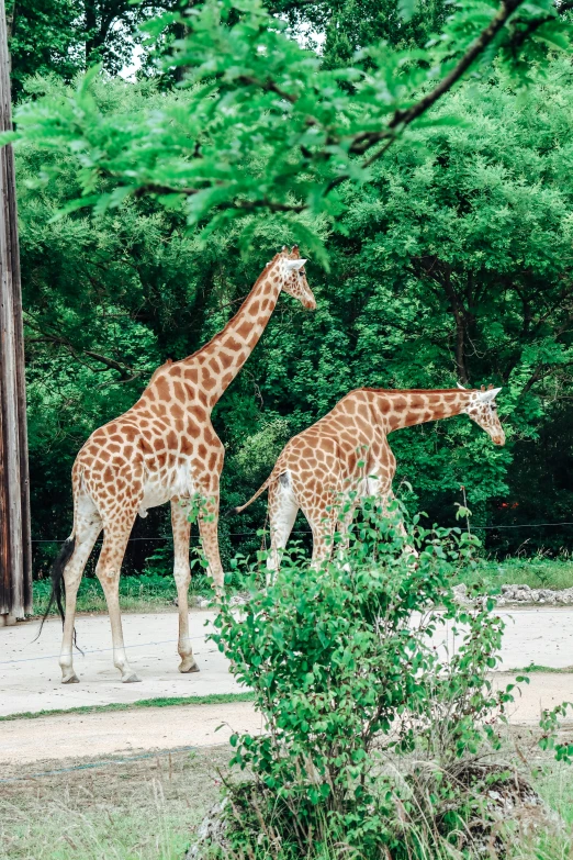 the two giraffes are standing in the field together