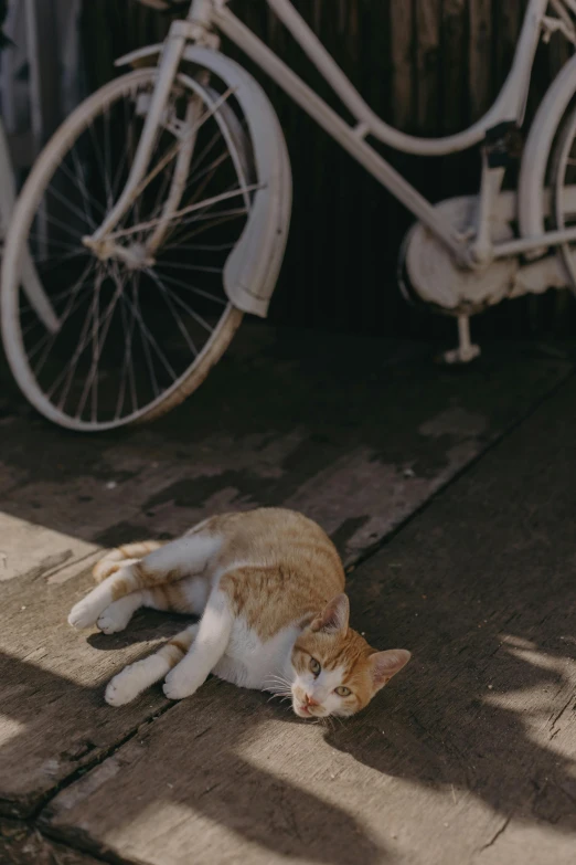 an orange and white cat laying on the ground