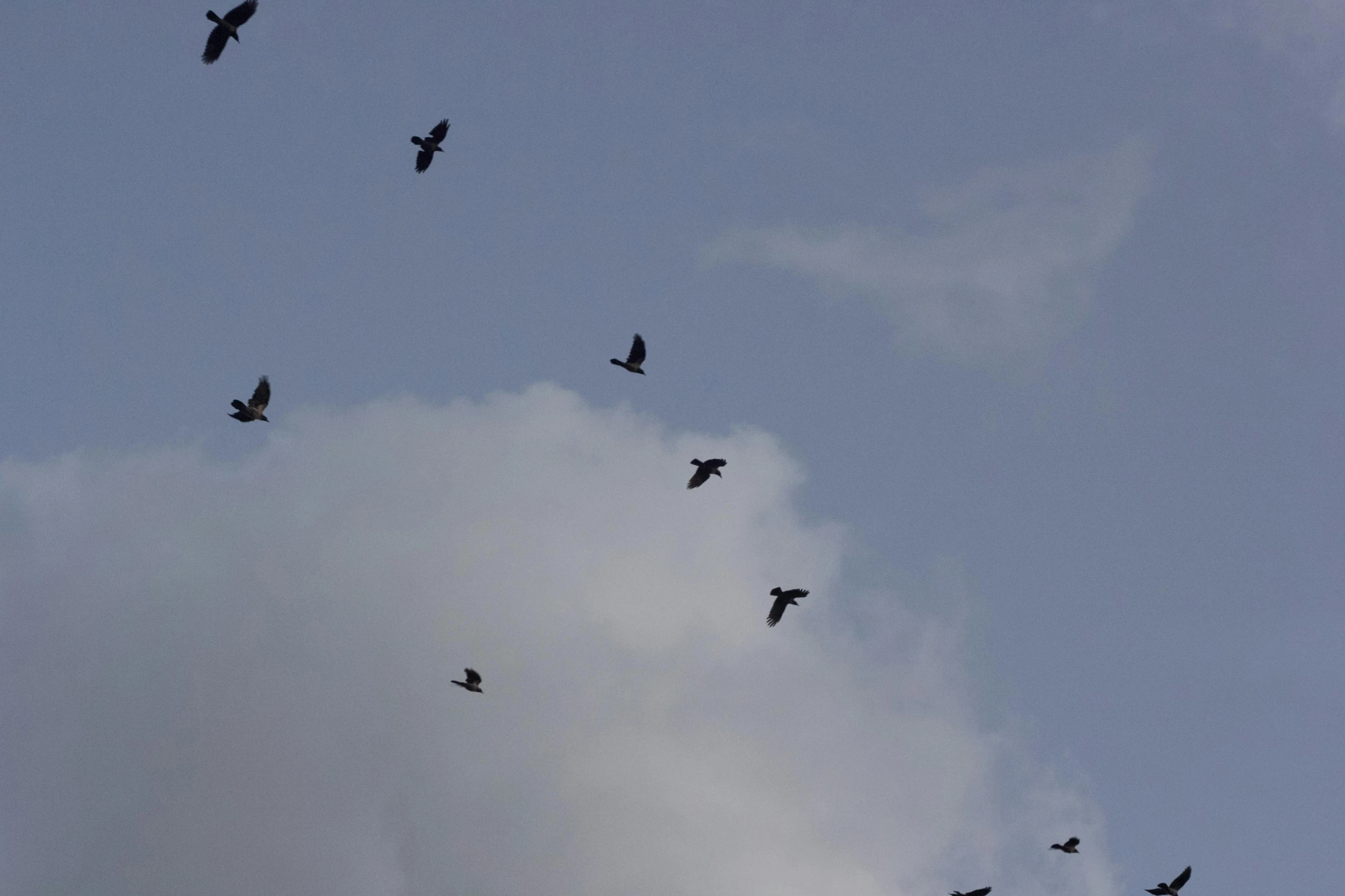 a bunch of birds flying through a cloudy sky