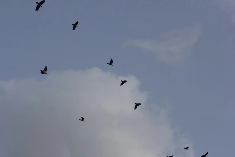 a bunch of birds flying through a cloudy sky