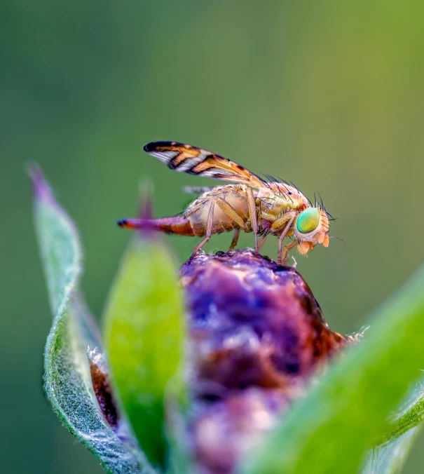 two bugs that are standing on a flower