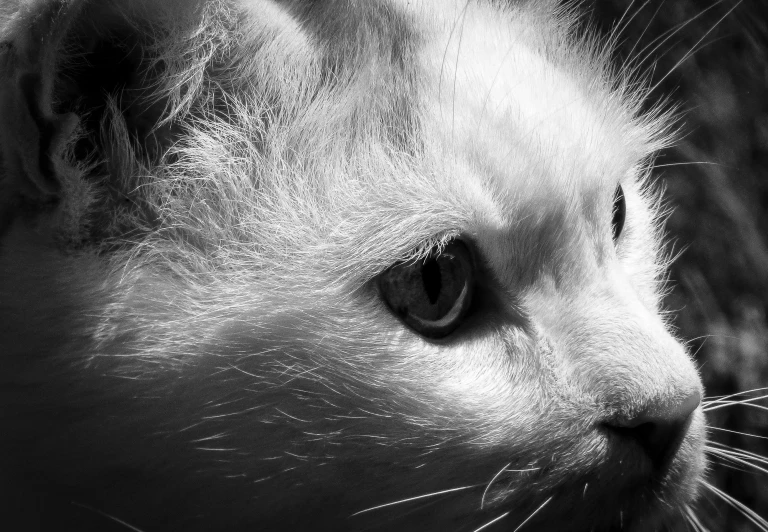 close up of a white cat with a concerned look