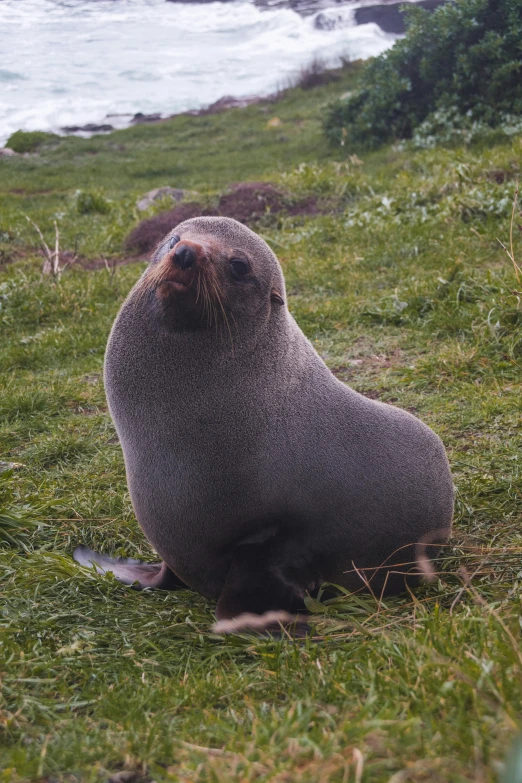 a large gray seal sits in a field on the edge of a cliff by the ocean