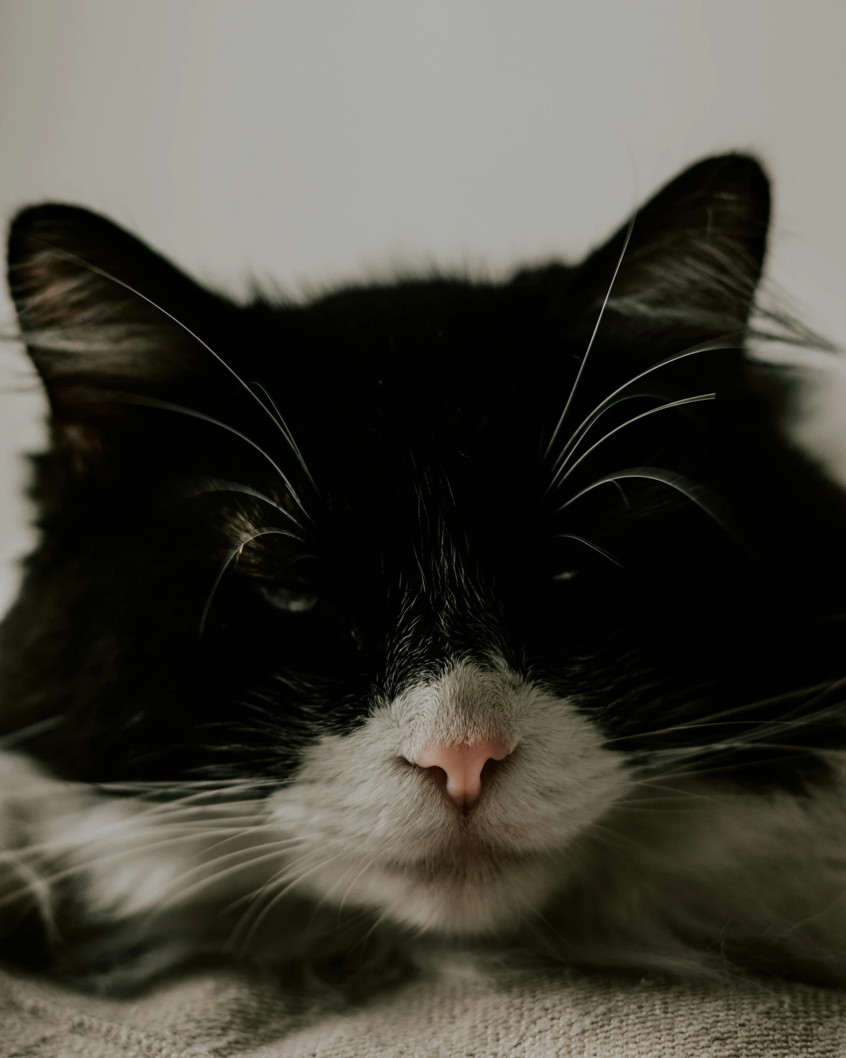 a black and white cat sitting on top of a couch