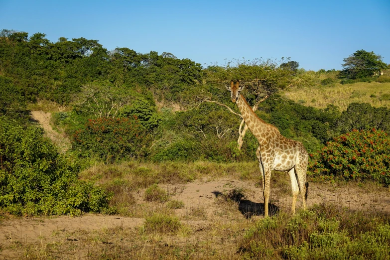 a giraffe is standing in the tall grass