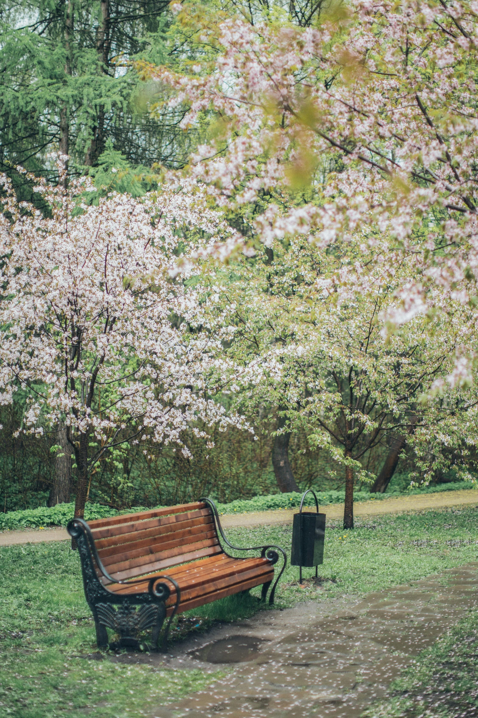 park bench surrounded by flowering trees and trash cans