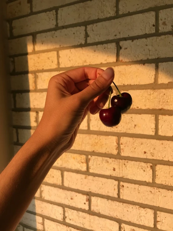 person's hand holding small dark colored cherries