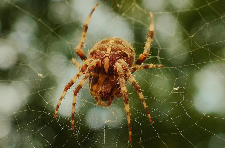 close up po of a brown spider's web