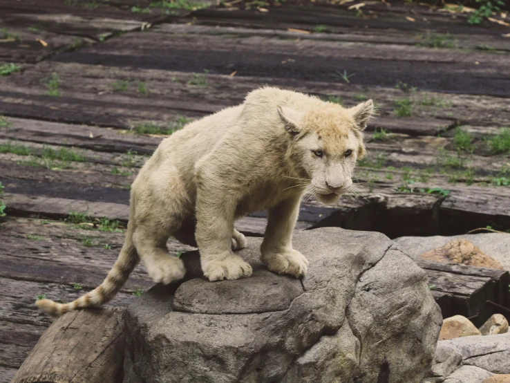 a white lion standing on top of rocks