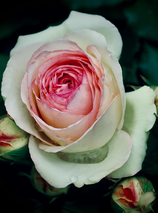 a white rose has pink stamen on it's petals