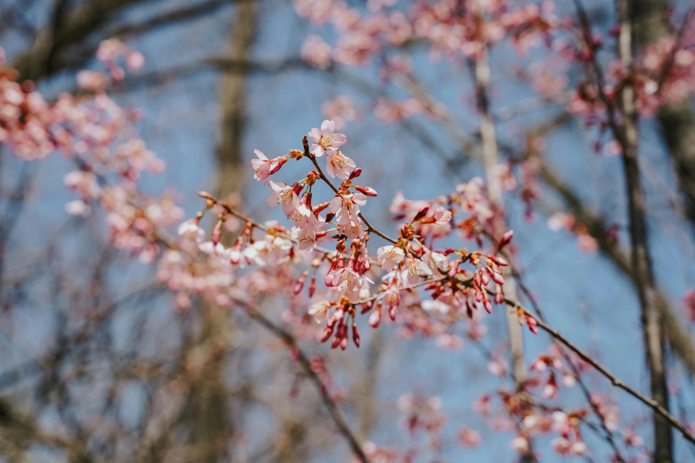 a nch of a flowering tree with pink flowers