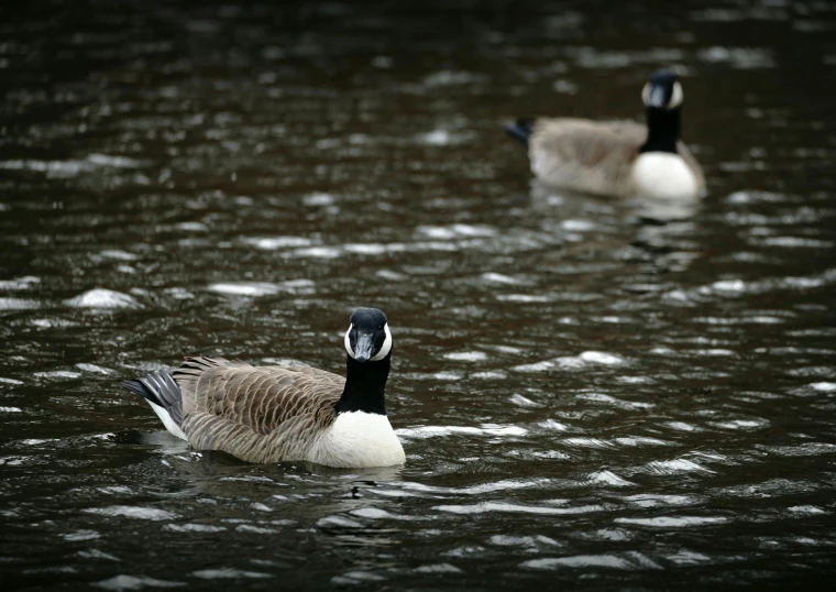 two ducks standing in a pond together and splashing