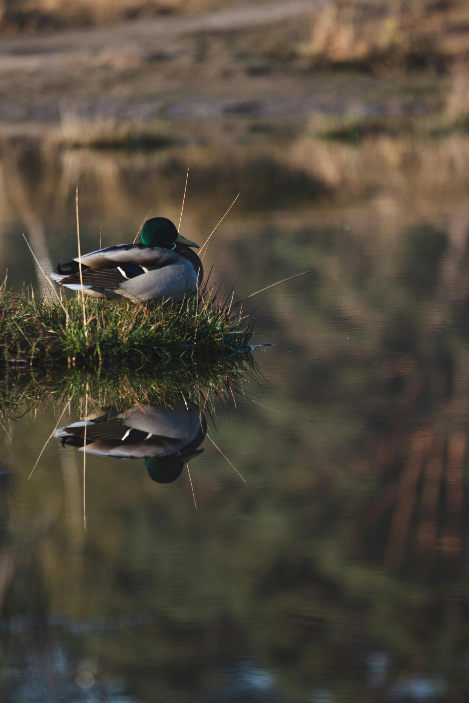 a duck floating on top of a body of water