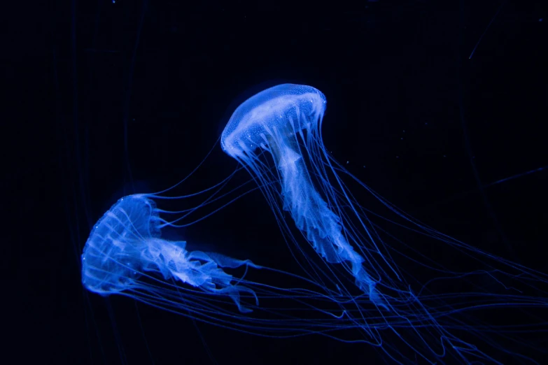 a blue jellyfish sitting in the water