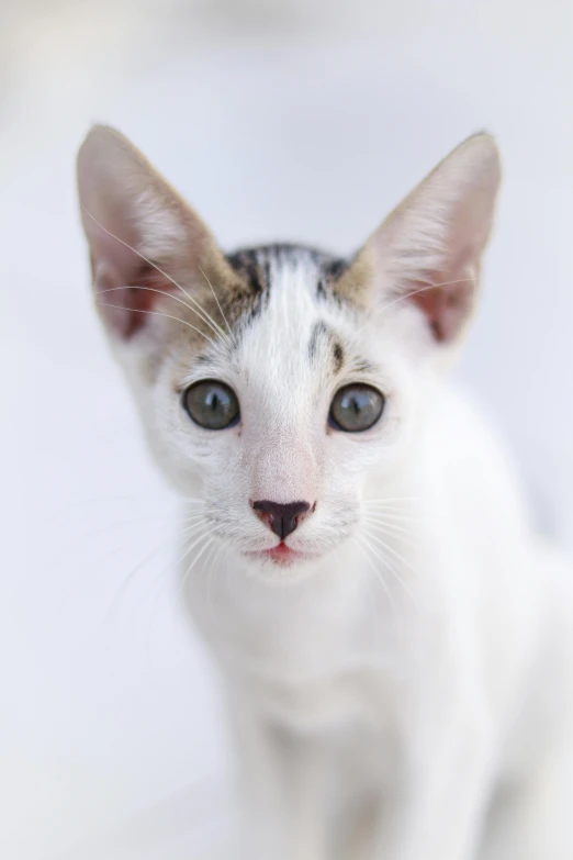 a little white and black cat is looking ahead