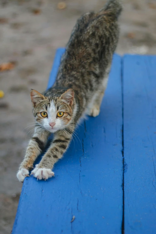 a small cat is walking across a blue bench