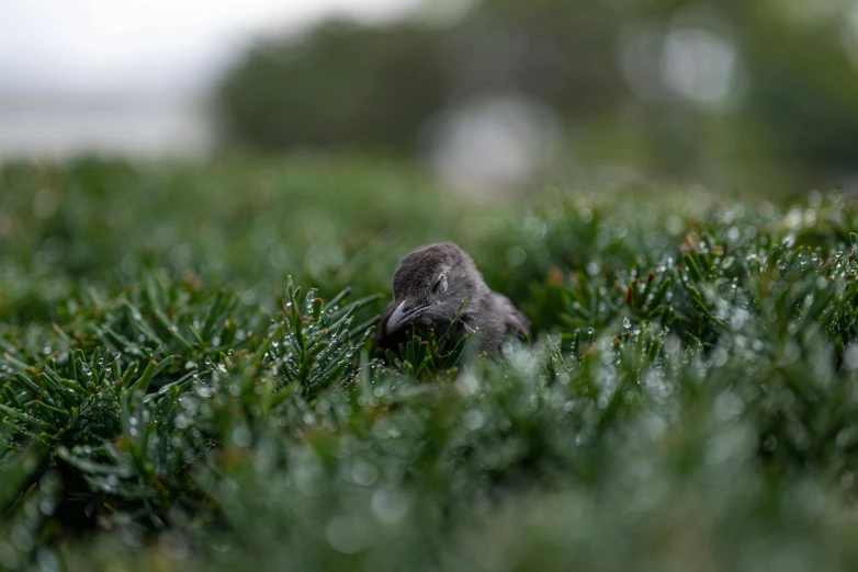 a bird sitting in the grass with some dew drops