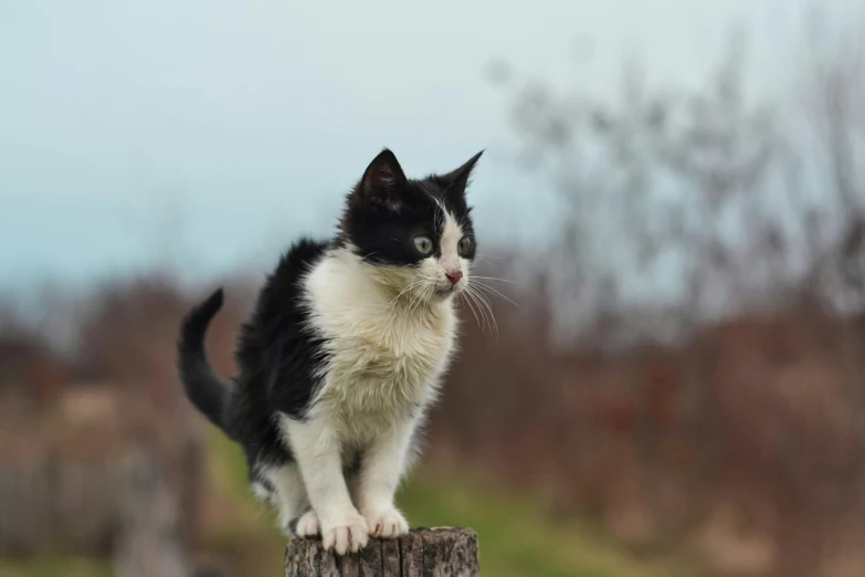 a black and white cat is perched on a stump