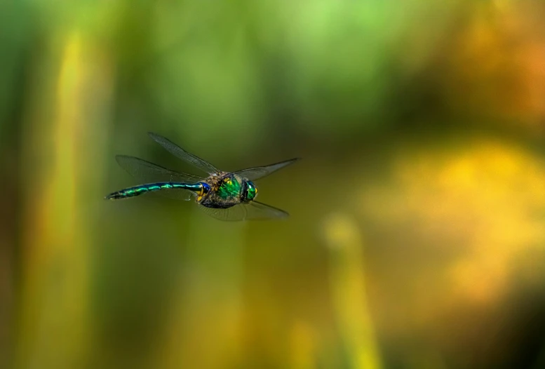 a green and black bird flies over some tall grass