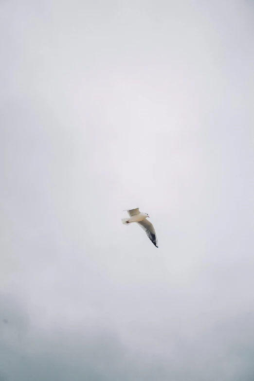 a white bird flying in the gray sky