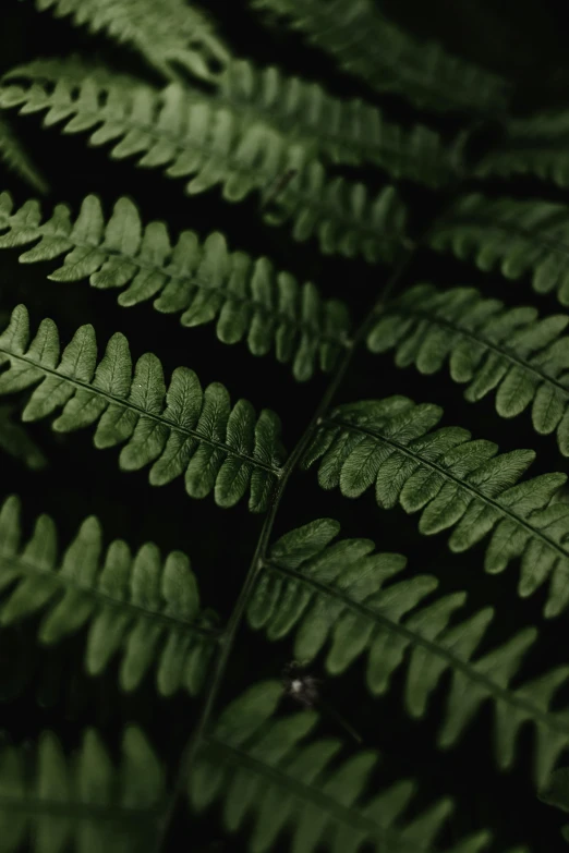 fern leaves lit by the sunlight with no colors
