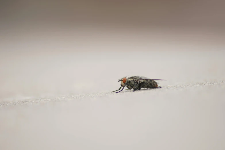 a fruit fly walking across a white surface
