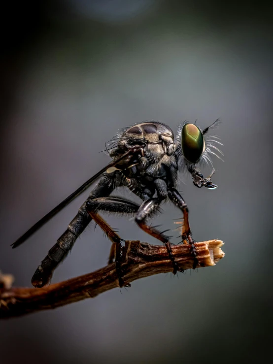 a close up of a fly on a nch