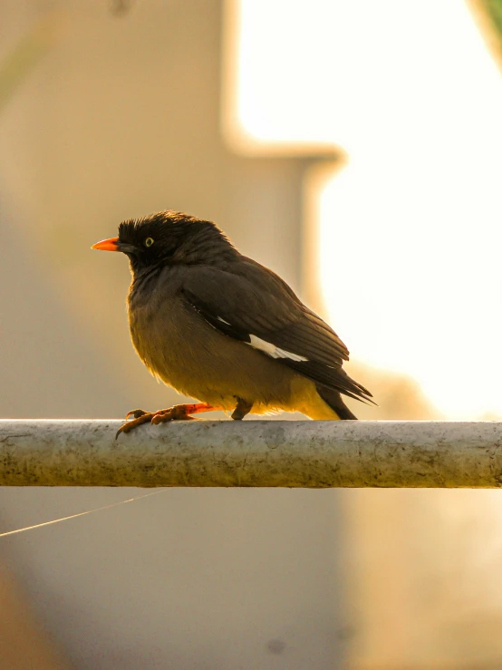 a small bird perched on a metal bar